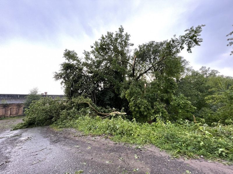 Гігантський град і звалені дерева: наслідки буревію на Чернігівщині (Фото)