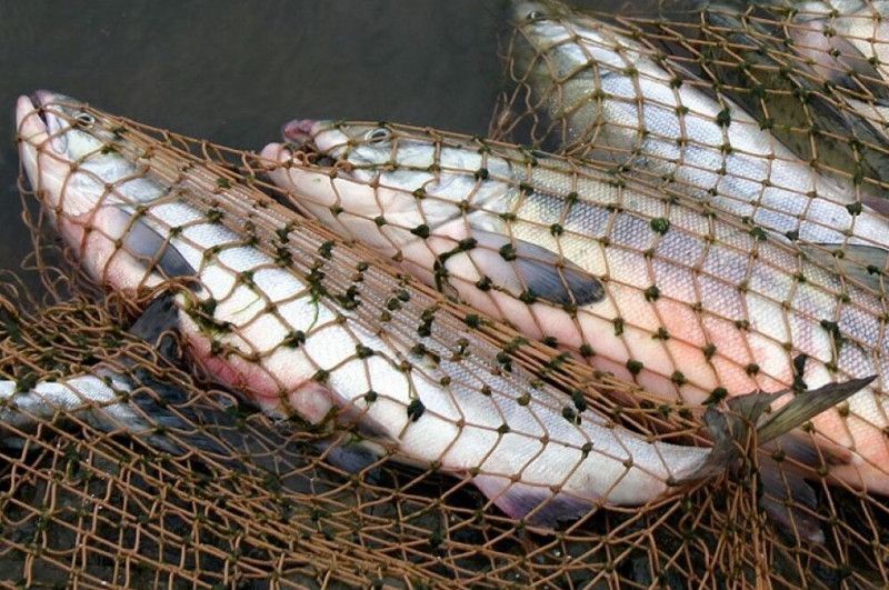 На Чернігівщині рибалка “наловив” сітками майже на 275 тисяч гривень штрафу