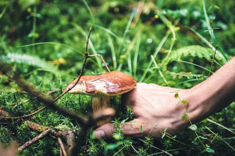 На Чернігівщині троє людей отруїлися дикорослими грибами
