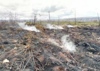 Пожежа на торфовищі біля Чернігова ліквідована