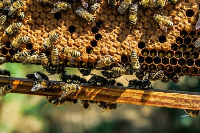 Пригрозив аграріям гранатою: на Чернігівщині пасічник вирішив радикально захистити бджіл