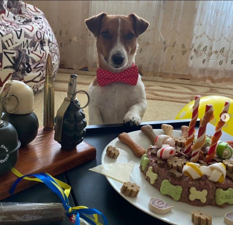 Чернігівський пес Патрон сьогодні святкує День народження! Йому виповнилося 3 роки!