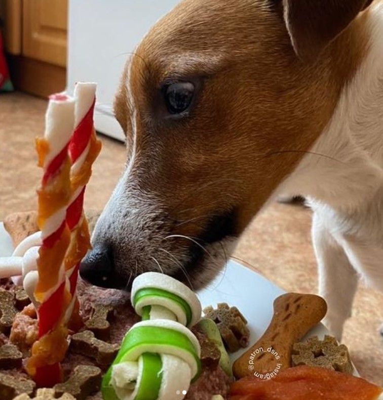 Чернігівський пес Патрон сьогодні святкує День народження! Йому виповнилося 3 роки!