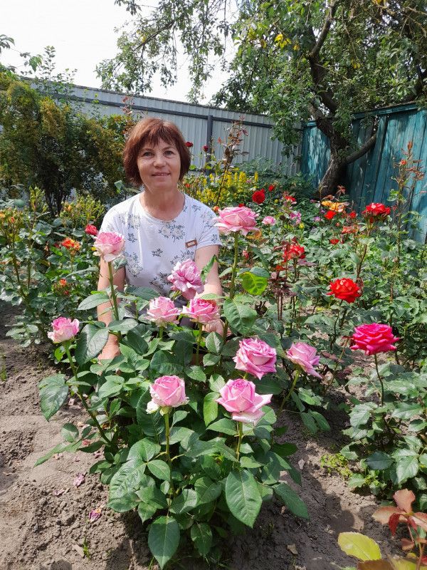 Трояндове щастя фермерської родини з півночі Чернігівщини