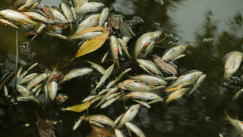 У водоймах Чернігова масово гине риба: що сталося та якими будуть наслідки?