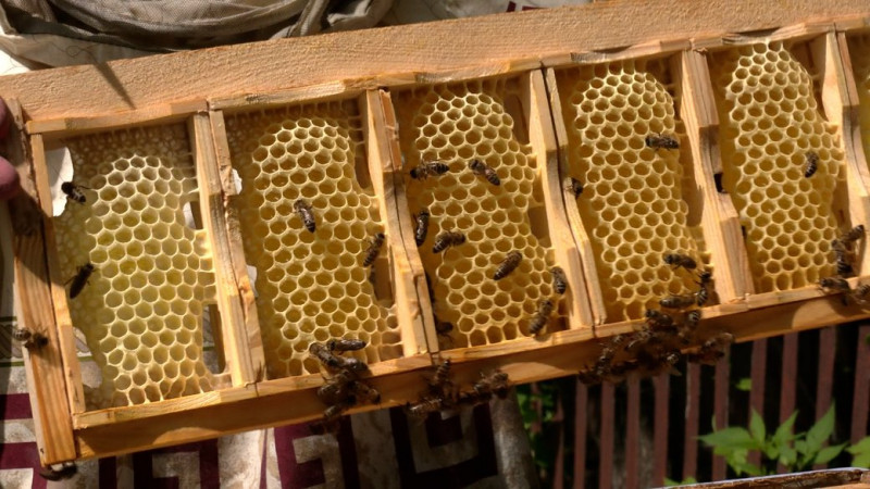 Двічі пережила вторгнення росіян: історія чернігівки, яка займається бджільництвом 5 років