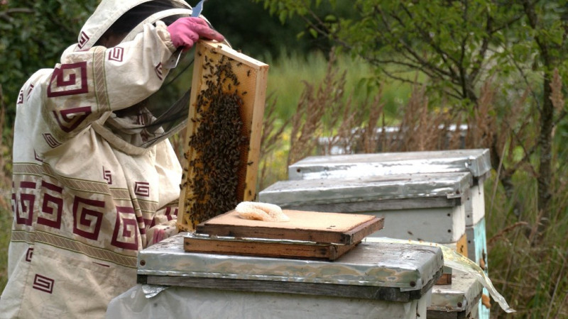 Двічі пережила вторгнення росіян: історія чернігівки, яка займається бджільництвом 5 років