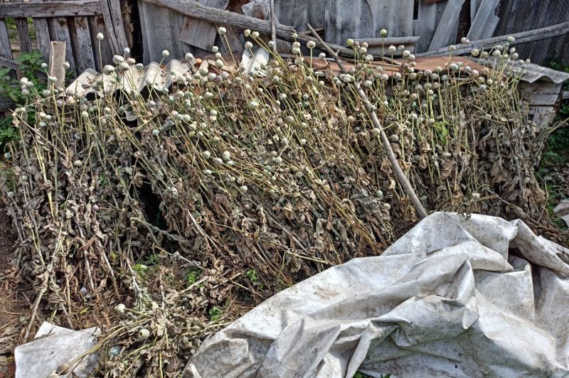 На Чернігівщині у жінки вилучили близько 7 кілограмів рослин снотворного маку