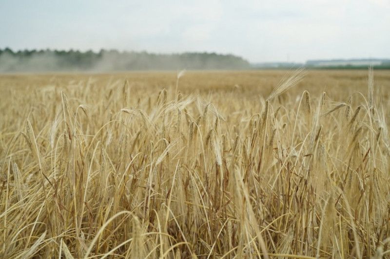 На півночі Чернігівщини горіла автівка та посів пшениці