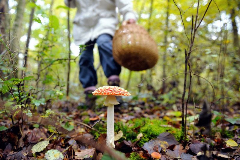Небезпека дикорослих грибів: двох жителів Чернігівщини госпіталізували з отруєнням