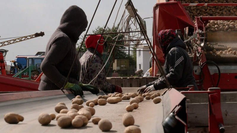 "Посадили на місяць пізніше – зібрали менше": як вродила картопля у Боромиках