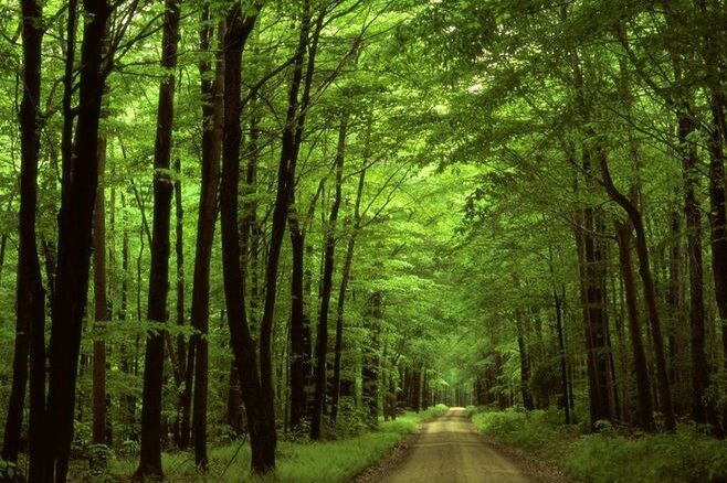 Чернігівщина – третя за кількістю висаджених лісів