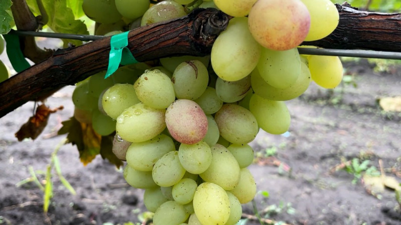 Чоловік зі Срібнянщини виростив понад півтори тонни винограду: як справа життя врятувала під час російського вторгнення