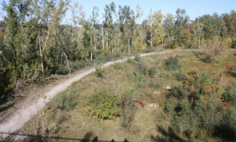 Екологи досліджують місця падіння снарядів та авіабомб на Чернігівщині (Фото)