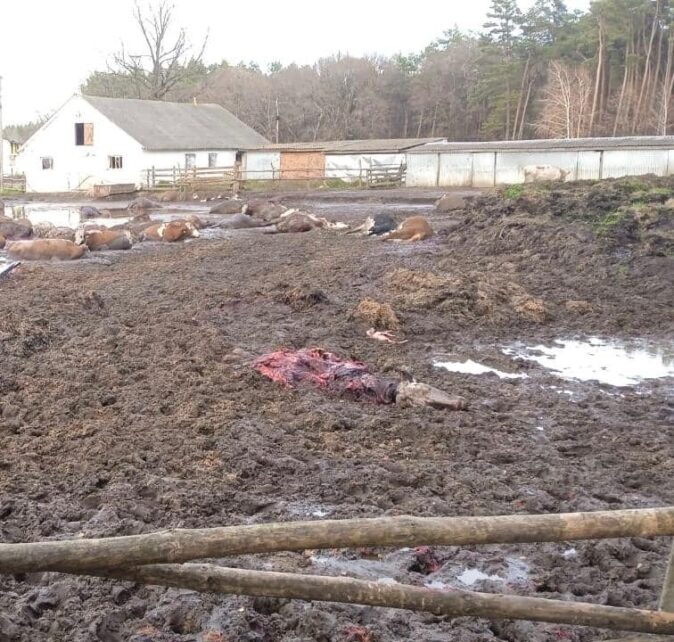На Чернігівщині від обстрілів окупантів загинули корови (Фото)