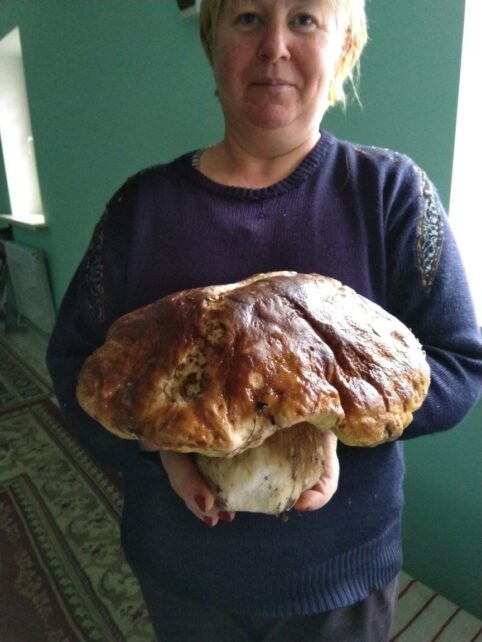 На Чернігівщині жінка знайшла гігантський гриб (Фотофакт)
