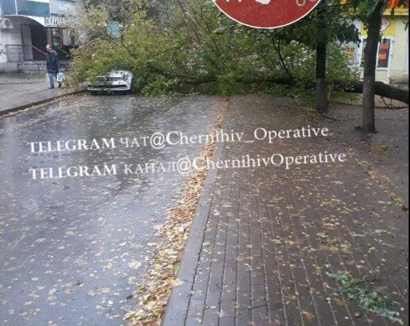 У Чернігові дерево привалило автівку (Фотофакт)