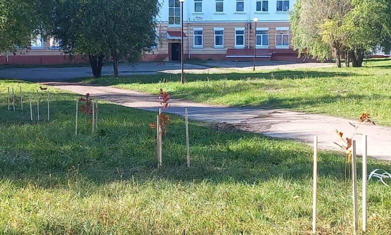 У Новгород-Сіверській громаді висадили червоні дуби (Фото)