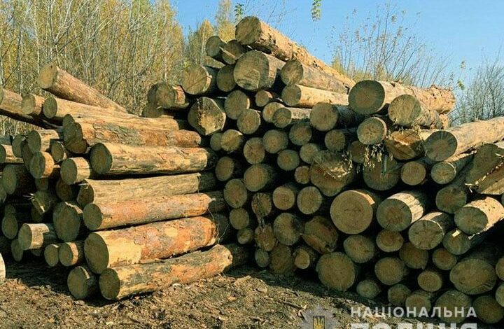 Збитків на 3 мільйони: на Чернігівщині затримали злочинну групу, яка вирубувала ліс