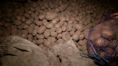 Саджають менше та навіть викидають: фермери з Новгород-Сіверщини скаржаться на низький попит на картоплю