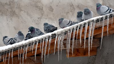 В управлінні ЖКГ у Чернігові розповіли, до кого звертатись аби почистити покрівлю від снігу та бурульок