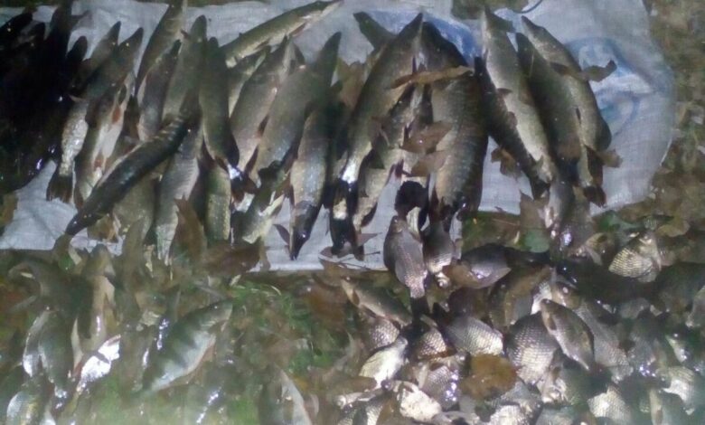 На Чернігівщині браконьєри за допомогою електроструму наловили 35 кг риби (Фото)
