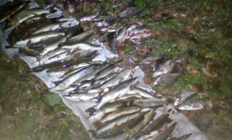 На Чернігівщині браконьєри за допомогою електроструму наловили 35 кг риби (Фото)