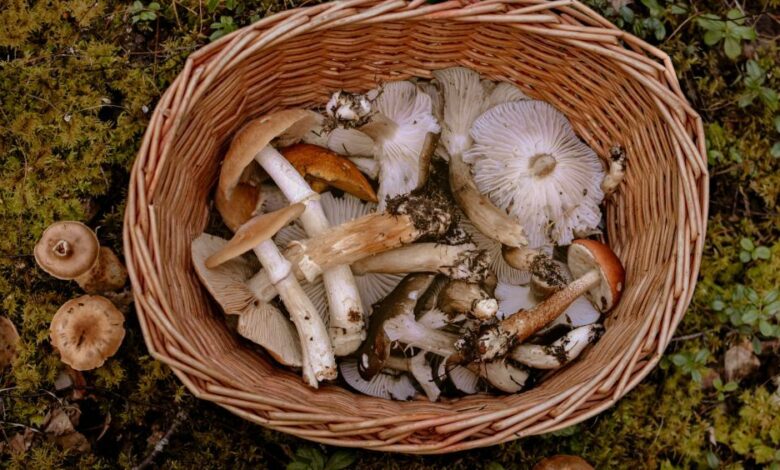 На Чернігівщині зареєстровано 12 випадків отруєння грибами і один – летальний