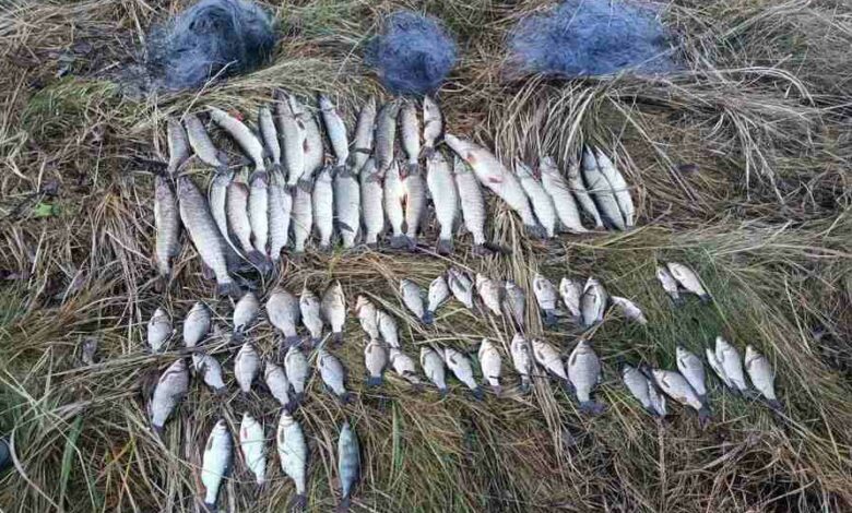 У Менській громаді браконьєр наловив риби на 180 тисяч гривень