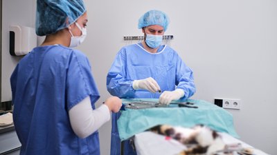 Чернігів став першим містом, де діє благодійний проєкт по стерилізації котів