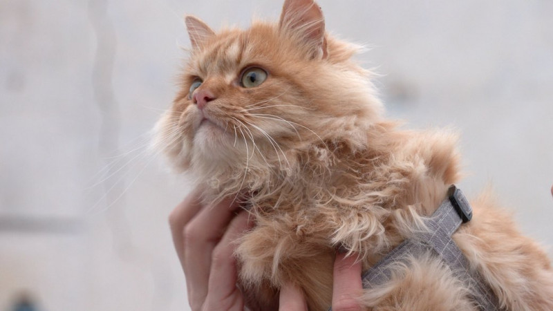 "Таємниця Сімони": історія чернігівської кішки, яка повернулася додому через дев’ять місяців