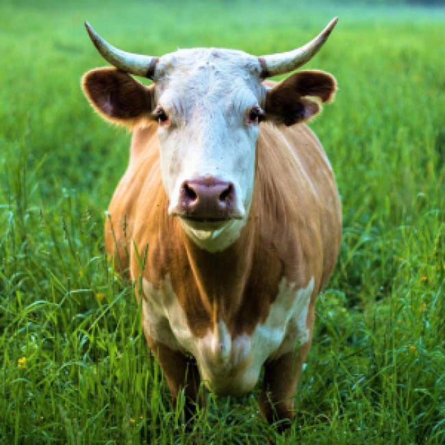 Чем кормить корову: преимущества применения ЗЦМ и комбикорма