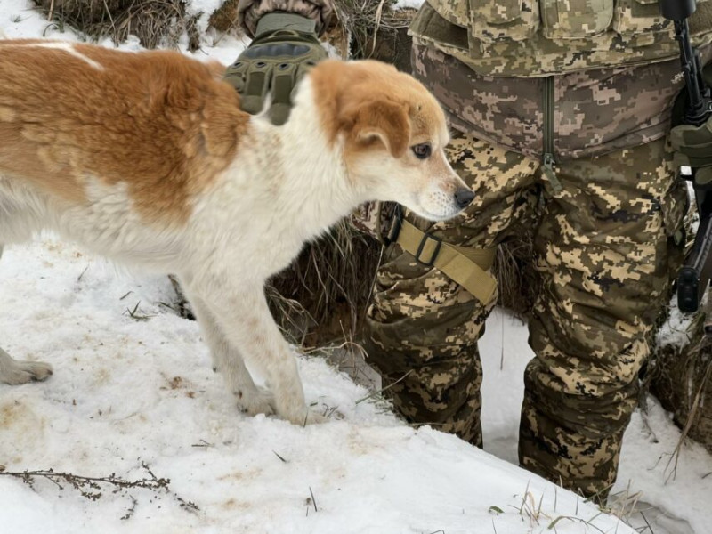 «Мальчик»: героїчний пес допомагає воїнам захищати кордони Чернігівщини