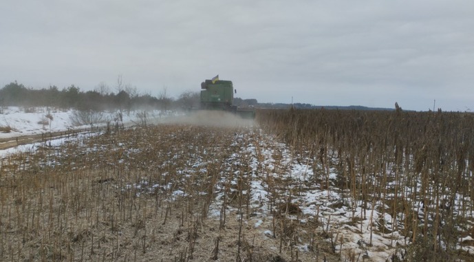 На Чернігівщині вирощують одну з найдревніших зернових культур