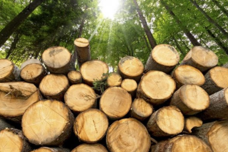 На Чернігівщині вирубали дерев на півтора мільйона гривень