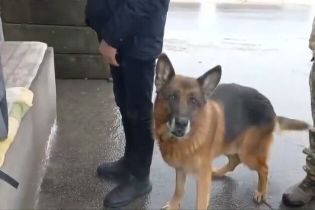 На околиці Чернігова службовий пес Ральф виявив наркоділка (Відео)