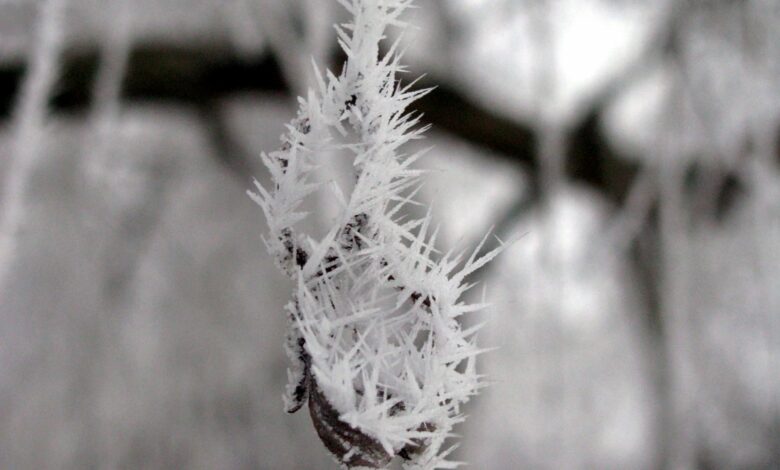 До кінця січня на Чернігівщині триматиметься мінусова температура