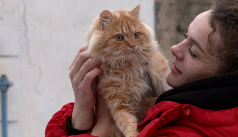 Історія порятунку під час війни: кішку Сімону з Чернігівщини знайшли за 70 км від зруйнованого дому