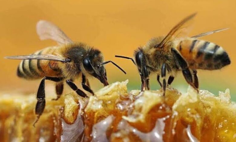 «Медовий Фенікс»: історія відновлення бджолиної ферми на Чернігівщині