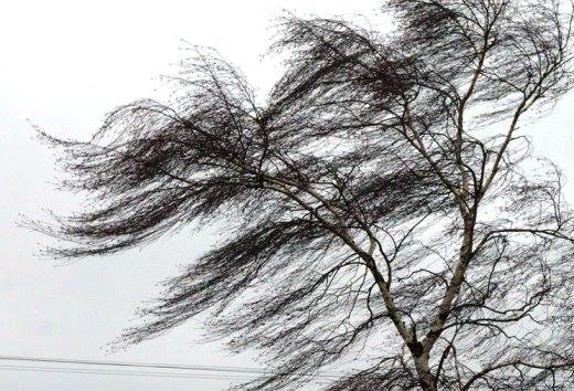 Небезпечне метеорологічне явище: на Чернігівщині очікуються сильні вітри