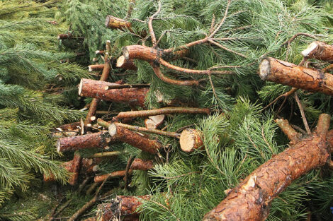 Непотрібні новорічні деревця використають у Чернігові для опалення приміщень