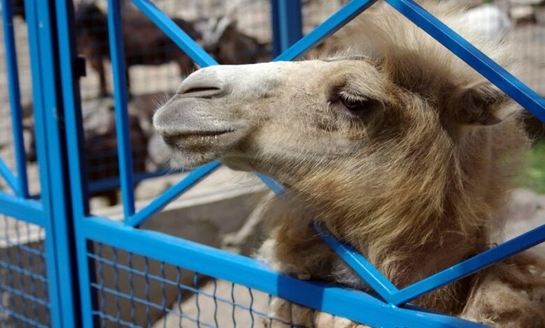 У Менському зоопарку майже десятиліття живе пара верблюдів