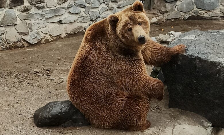 У Менському зоопарку прокинулися ведмеді через теплу зиму