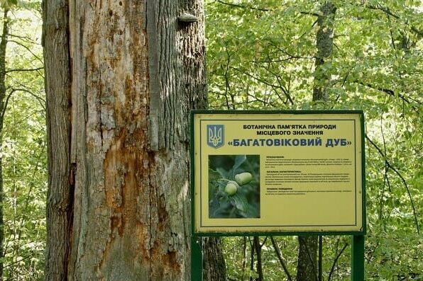 На Чернігівщині росте 400-річний дуб