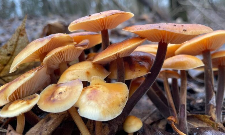 У Чернігові можна назбирати зимових грибів