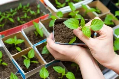 «Час діставати посадкову картоплю з льоху для прогріву»: жителі Чернігівщини готуються саджати городи
