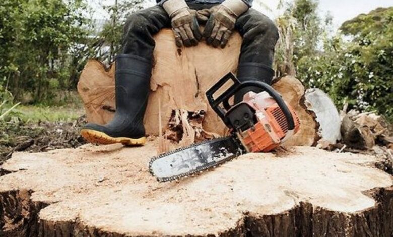 «Чорний лісоруб» з Чернігові вирубав дерев на 212 тисячу гривень