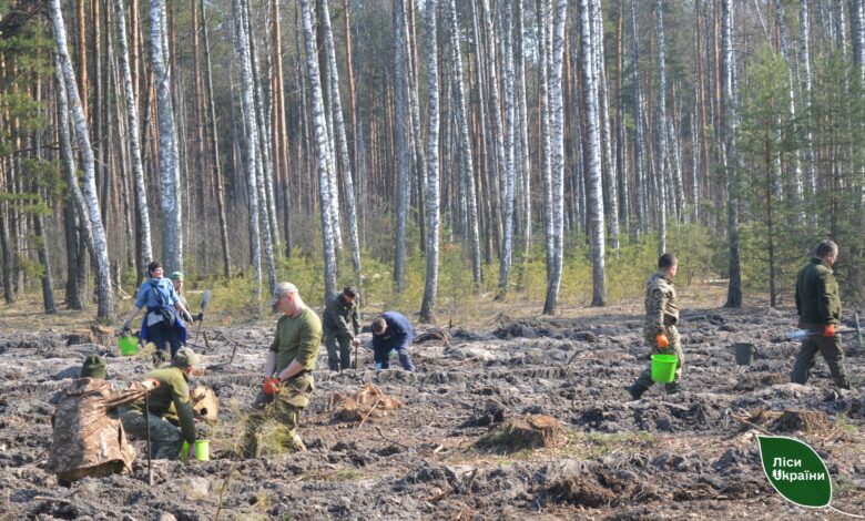Масштабне озеленення: на деокупованих територіях Чернігівщини висаджують ліс (Фото)