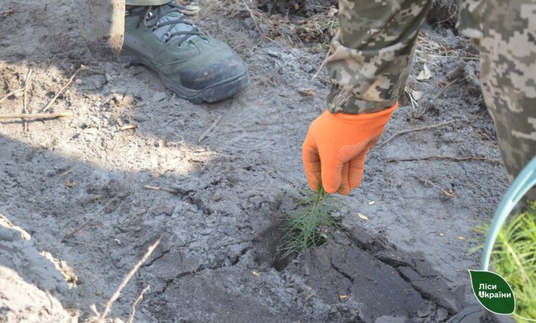 Масштабне озеленення: на деокупованих територіях Чернігівщини висаджують ліс (Фото)