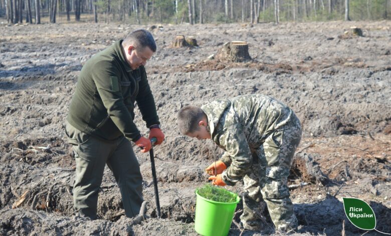 Масштабне озеленення: на деокупованих територіях Чернігівщини висаджують ліс (Фото)